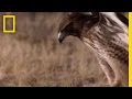 Predator and Prey: The Red Tail Hawk vs. Rattlesnake