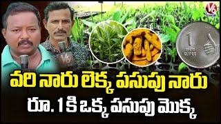 Nizamabad Turmeric Research Station Innovates Bed System Turmeric Saplings For Cultivation | V6 News