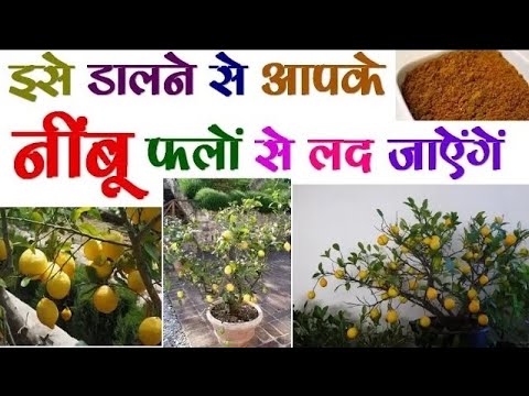 ऐसे मुफ्त में उगेगा सबसे बढ़िया निम्बू का पौधा ।। Grow Best Lemon Plant For Free