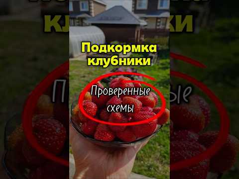Подкормка клубники для большого урожая