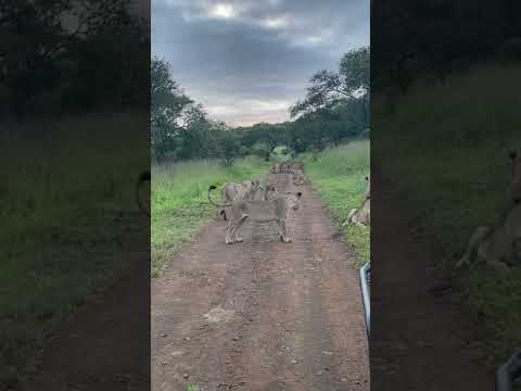 Clash of Two Prides stopped by 1/2 Dominant male Lions at Mavela Game Lodge