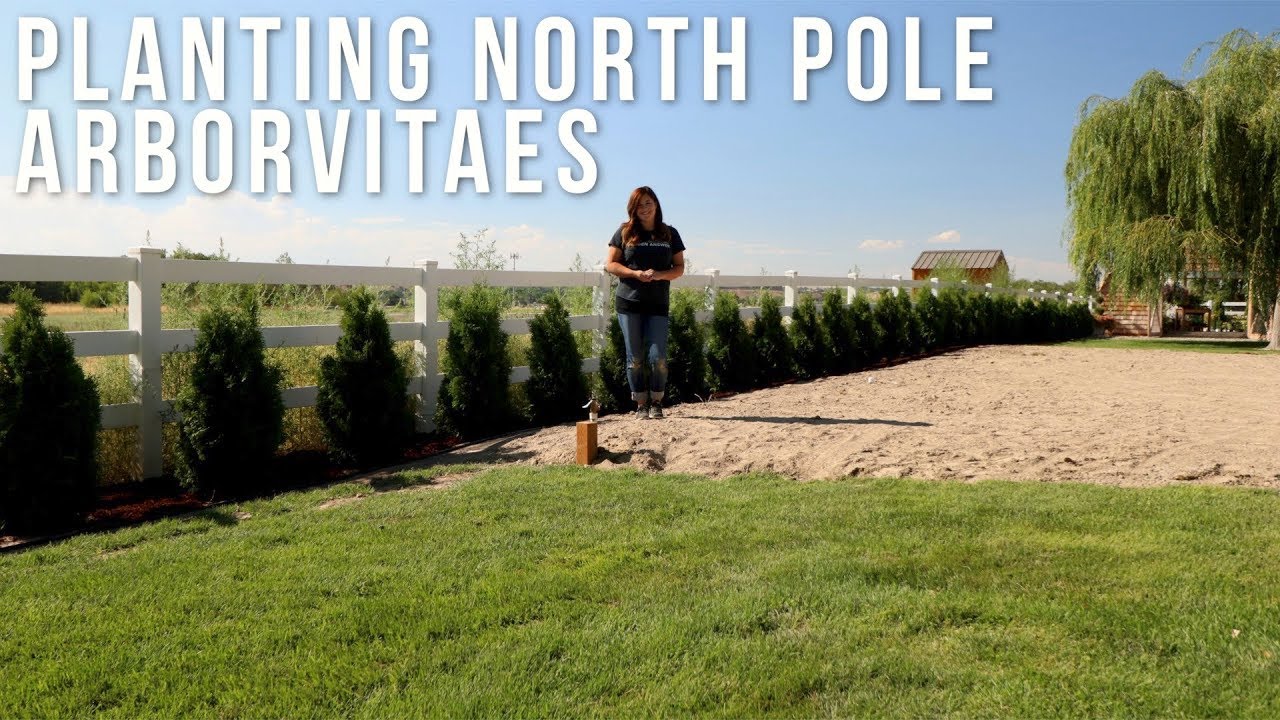 Finally Planting the North Pole Arborvitaes