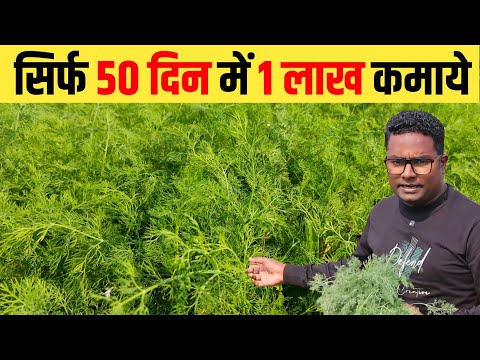 लागत 14 हजार कमाई 1 लाख सिर्फ 50 दिन में: सोवा की खेती Earn ₹1 Lakh in 50 Days with Dill Farming