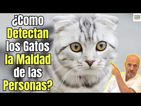 😱 ¿COMO DETECTAN LOS GATOS LA MALDAD DE LAS PERSONAS? 😱