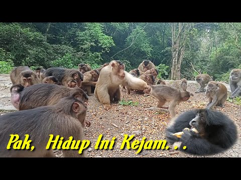 Pak,hidup ini ternyata kejam..