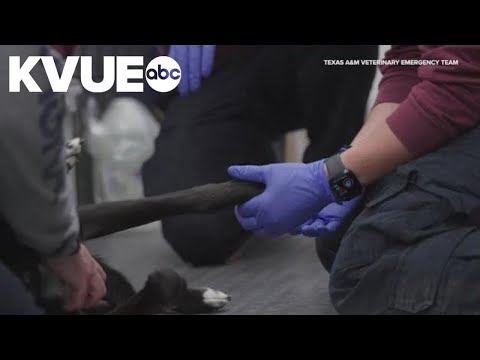 YouTube video thumbnail: Texas A&M Veterinary Emergency Team Completes Deployment Mission on Guadalupe River