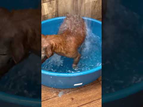 Aí também tá calor assim? #jake #banhodepiscina #dog #piscinaaquecida #pets