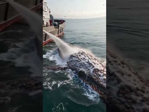 Peaceful ASMR of Rescuing Ocean Life #whale #whalerescue #ocean