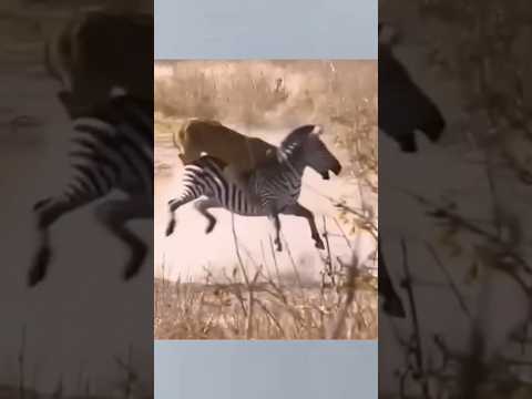 Lion’s Sudden Attack Helpless Zebras Try to Escape