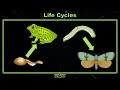 Exploring Life Cycles in 4th Grade Science