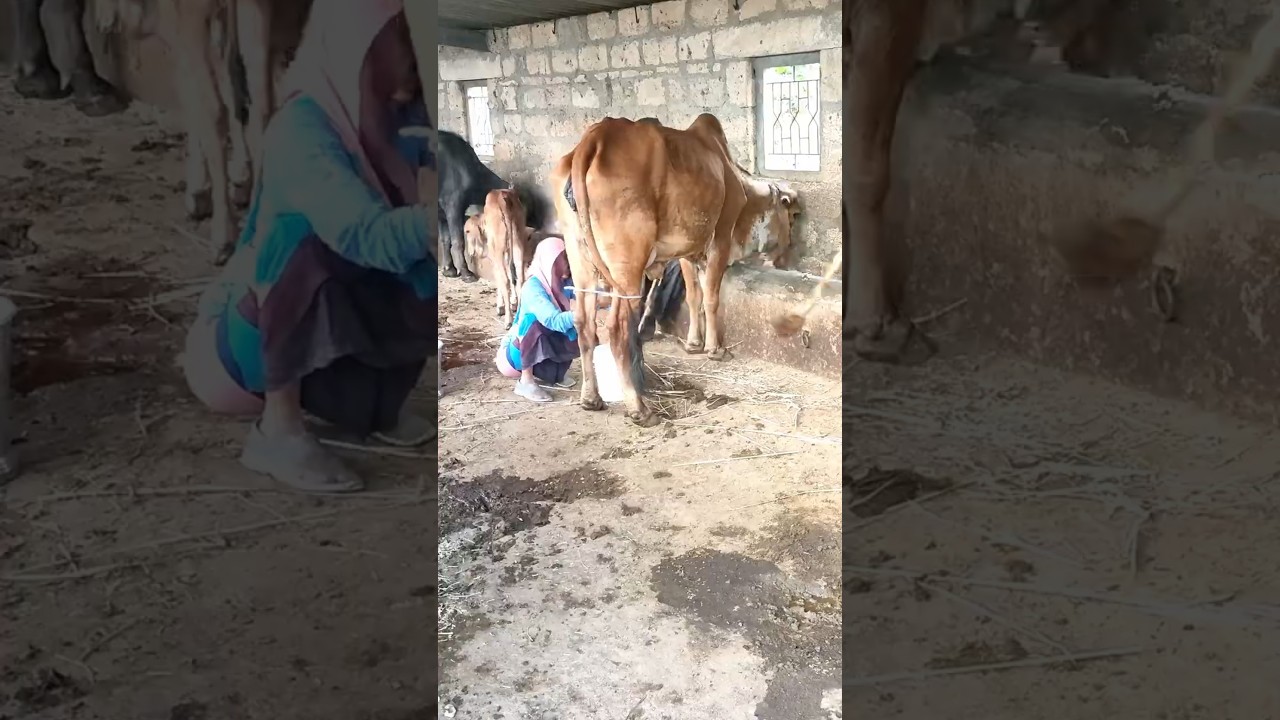Order Video