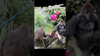 Short❤️Story3 モモカの気持ち💕#千葉市動物公園 #shorts #モンタ #モモカ