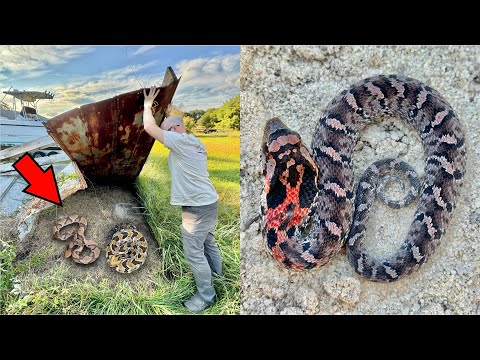 HUGE Rattlesnake Where We Least Expected it! (RARE)