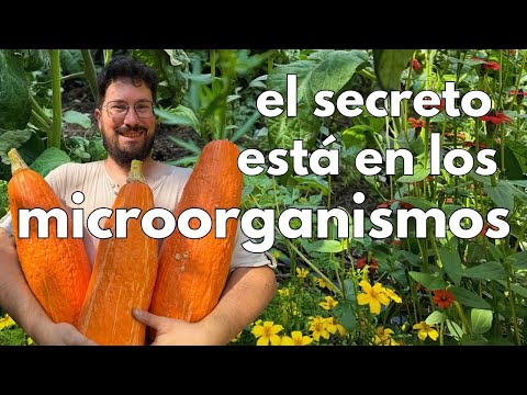 El secreto para obtener una buena cosecha (sin fertilizantes)🌽