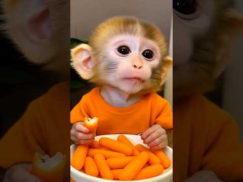 Cutest Carrot Cruncher Ever! 🥕🐒