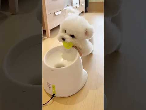 Cute puppy