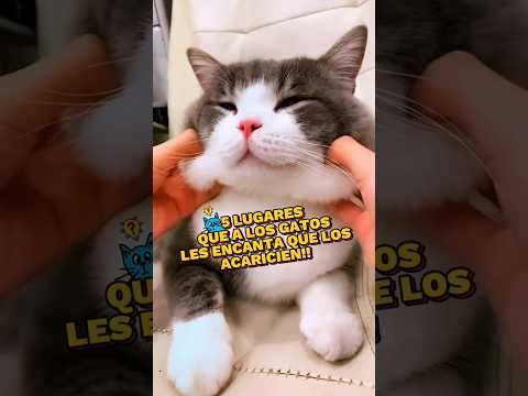 Los gatos adoran que les acaricien esas áreas! 😻 #gatos #cats