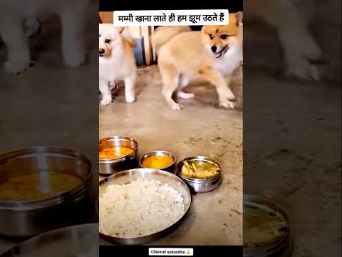 मम्मी खाना लाते ही हम झूम उठते हैं