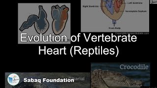 Evolution of Vertebrate Heart (Reptiles)