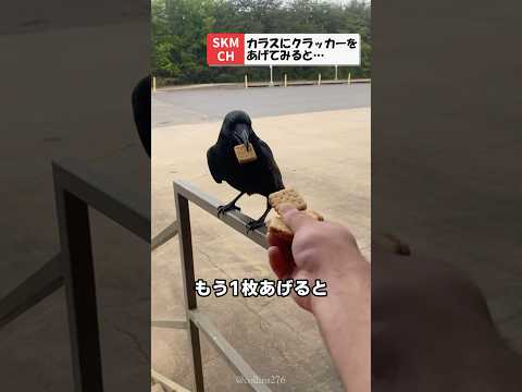 器用にクラッカーを集める天才カラスさん