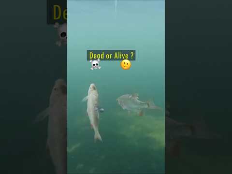 Dead or Alive Baitfish ? Pike react... #pike #fishing #underwater