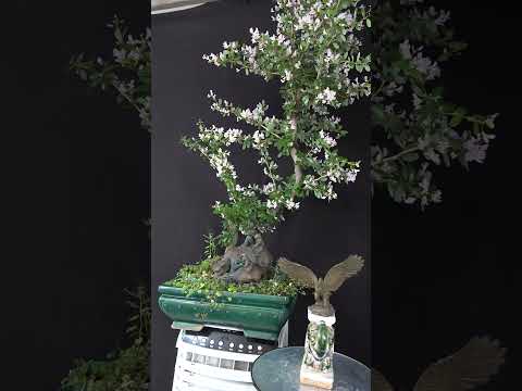 ĐI ĐÂU CŨNG NHỚ QUÊ NHÀ - SÂN ĐÌNH GIẾNG NƯỚC CÂY ĐA TRƯỚC CHÙA ...