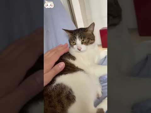 Talktive cat🤣
