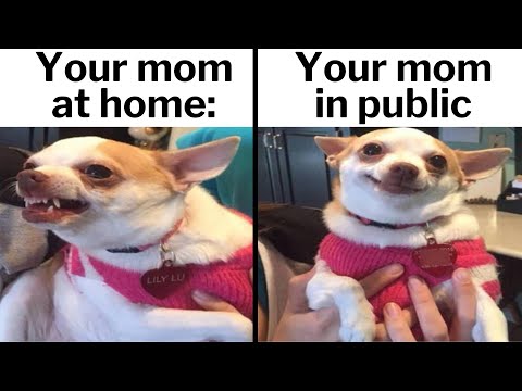 Funny Memes