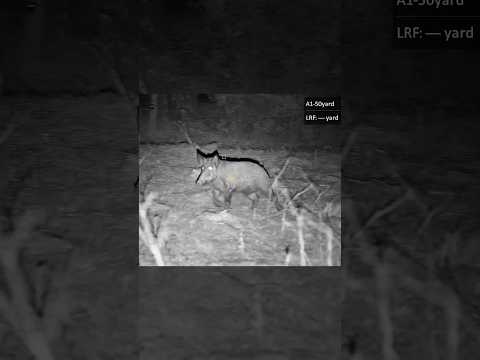 DEMON hog comes in HOT! #hoghunting #hogcalling #feralhog