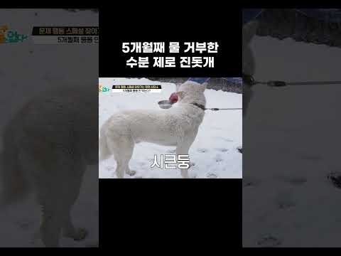 물 안 마시는 개 해결법 의외로 간단 #shorts