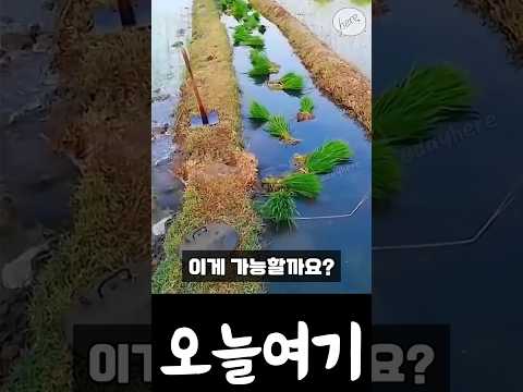 태국 농부들의 벼 심는 기술, 이게 가능하다고요?