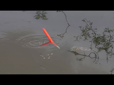 Câu Cá Rô Đồng , Cục Mồi Đầu Tiên Đụng Luôn Con Rô Mề Khủng Kéo Liệt Phao