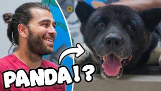 PANDA MI KÖPEK Mİ? (Sevimli Amerikan Akita Yavru Ayı Gibi!)