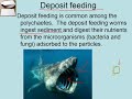 Feeding and Adaptations of Polychaetes