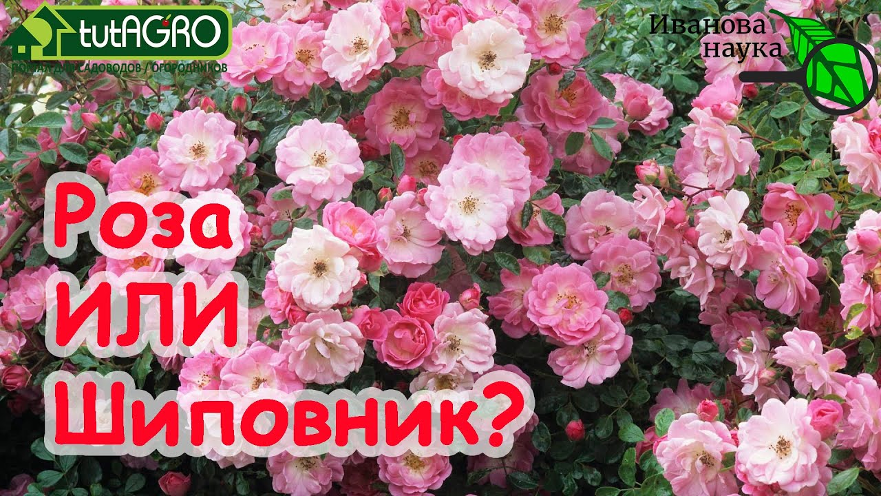 Самое время осмотреть розы. Обнаружить шиповник и обезвредить! Самый надежный способ.