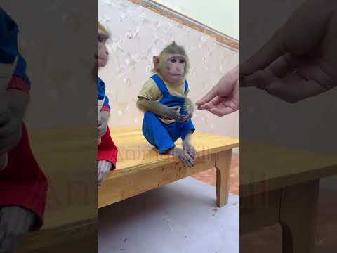 the monkey: it's my turn, I still have the same belt? | THE SMART MONKEY #funny #monkey #cute