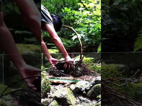 水槽持ってどこまでも イワナ属 ゴギ　#outdooraquarium #shorts #アクアリウム #aquarium