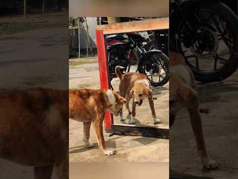 YOU LAUGH YOU LOSE ! DOG VS HIMSELF 😂 #funny #dog #dogmirror #shorts