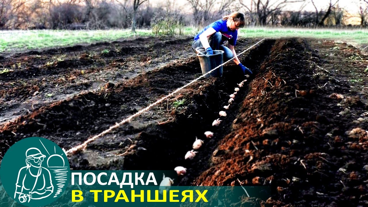 Посадка картофеля в траншеях опыт выращивания картофеля по технологии гордеевых