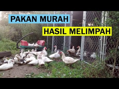 Cara Ternak Entok Yang Baik & Benar Agar Cepat Bertelur Dan Besar