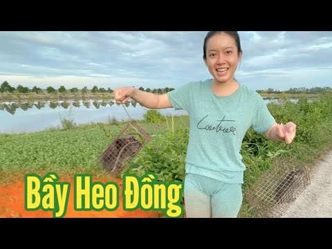Cô Gái Quê ✅ Quay lại Tri Tôn Bẫy nguyên bầy Heo Đồng.