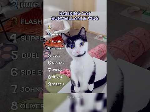 Ranking Best Cat Surveillance Camera Moments