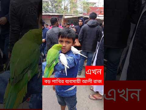 পাকনা না আলীরাজ এখন বড় পাখির ব্যবসায়ী | Tiya Pakhi | পাখি | টিয়া পাখি | মিরপুর ১ পাখির হাট #shorts
