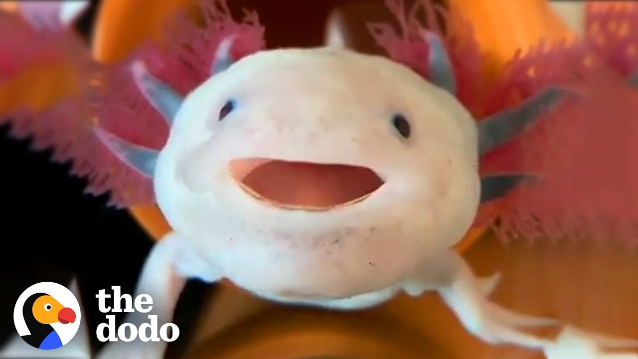 Axolotls Have The Cutest Yawns