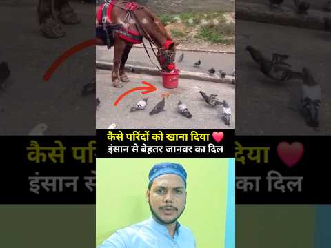 इंसान से बेहतर जानवर का दिल 🇯🇴🕋💔👍#muhammadﷺ #allah #duet ❤🤔 #youtubeshorts #trending 🕋#islamicpost