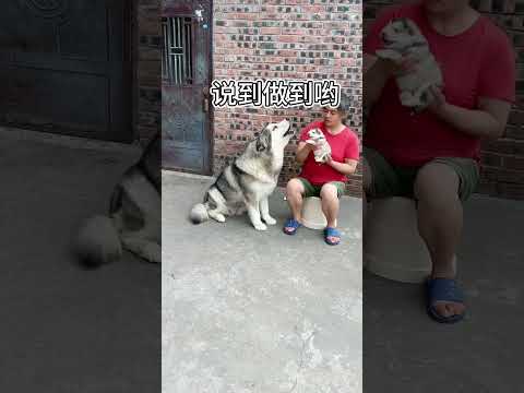 狗子：比我小的都是我孩子#Shorts
