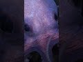 Dorado Octopus Discovery Insights