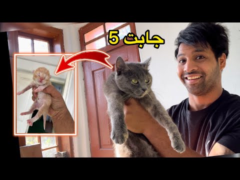 واخيراً بزونتي جابت 🐈_ كيف اتسوق للبيت واني عايش في القرية ؟ _ نظفت الحديقة _ مصطفى ستار