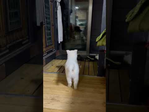처음 짖는 아기 강아지(귀여움주의) #shorts