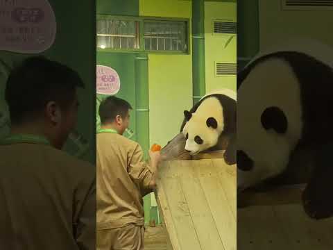 The panda buries her head to pretend to be asleep, but perks right up as soon as she smells carrots!